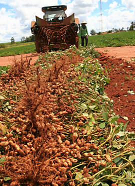 Tratores durante colheita de amendoim em Guariba (SP)