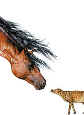 Concepo artstica compara o cavalo moderno e o ancestral