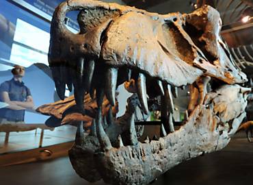 Crnio de Tyranossaurus rex em museu de Los Angeles