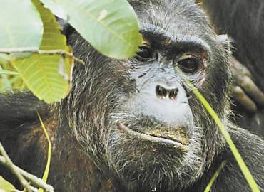 O chimpanz Ferdinand, no parque Gombe, na Tanznia