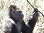 Gorila Idi Amin, 38, morre no zool�gico de Belo Horizonte