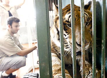 Tigre passa por exames de rotina no zoo para identificao de doenas