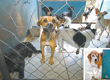Cães no Centro de Controle de Zoonoses de Araraquara, onde o beagle Gabriel, 7 (no detalhe), foi morto por ter sarna