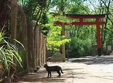 Gatos no Morro do So Bento, em Ribeiro; prefeitura estuda cercar a rea para evitar furtos e o abandono de animais