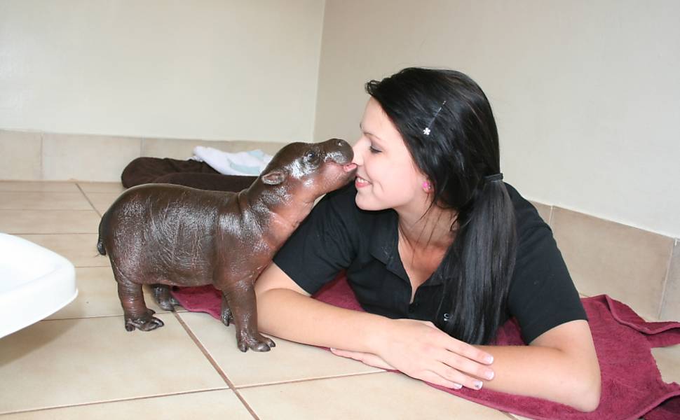 Harry, o hipopótamo pigmeu que nasceu em uma reserva na África do Sul, morde o nariz de sua cuidadora Toni Inggs