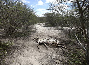 Carcaça de gado morto no agreste de Pernambuco, uma das áreas atingidas pela forte seca que assola o Nordeste do país