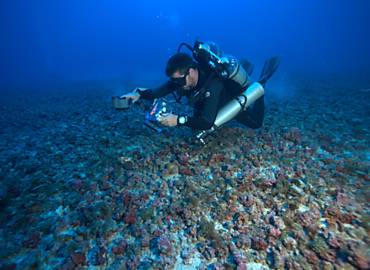 Mergulhador trabalha em leito de rodolitos (algas 'duras') no Banco dos Abrolhos