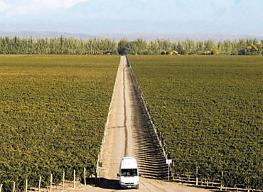 Vinhedo da vincola Catena, em Mendoza; Brasil e Argentina tm desafios na produo