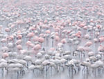"Eles (os animais) se juntam para passar o inverno, para se reproduzir, para migrar em conjunto ou para habitar novos ambientes", diz o fotógrafo. Nesta foto, flamingos se alimentam nas águas rasas do lago Nakuru, no Quênia