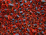 Imagens de enormes grupos de borboletas, caranguejos e morcegos fazem parte do projeto "Animal Masses" do fotógrafo alemão Ingo Arndt. Aqui, caranguejos vermelhos em uma ilha australiana, no Oceano Índico