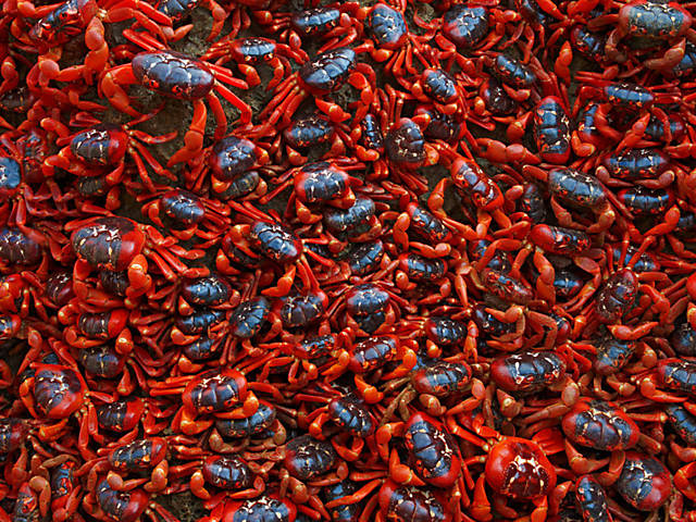 Imagens de enormes grupos de borboletas, caranguejos e morcegos fazem parte do projeto "Animal Masses" do fotógrafo alemão Ingo Arndt. Aqui, caranguejos vermelhos em uma ilha australiana, no Oceano Índico