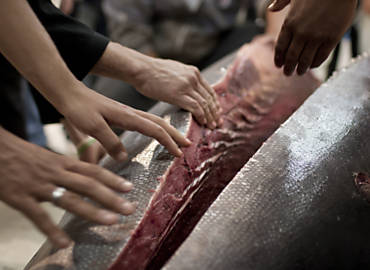 Chefs japoneses disputam o atum gordo de 470 kg em peixaria de So Paulo