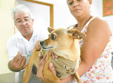 Agente aplica vacina no cachorro Jubi, de Elaine Paulino Massanbani, no CCZ de Ribeiro