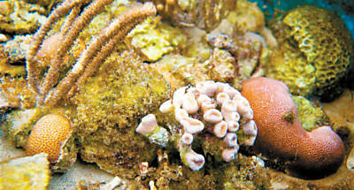 Recifes de corais do projeto Coral Vivo, no sul da Bahia, expostos para visitantes em uma espcie de viveiro gigante
