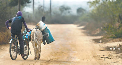 Morador de povoado em Vitria da Conquista, Bahia, usa animal para transportar gua
