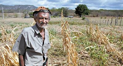 O agricultor Sebastio dos Santos em frente a plantaes de milho e feijo perdidas por causa da seca em Columbi (PE)