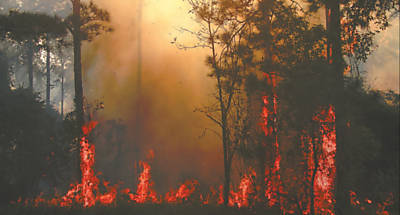 Incndio atinge rvores na Floresta Estadual de Batatais, onde eram realizadas pesquisas de melhoramento gentico