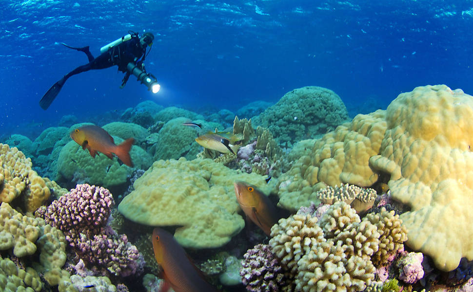 Fot Grafo Mostra Beleza De Predadores Do Mar Bbc Brasil Fotografia Folha De S