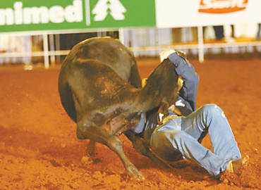O bulldogueiro Cesar Brosco durante prova do bulldog em que bezerro ficou tetraplgico e foi sacrificado em Barretos