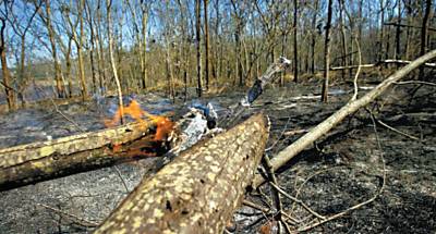 rea da floresta da USP de Ribeiro atingida por incndio; ao destruiu aomenos 80 hectares do local no ano passado