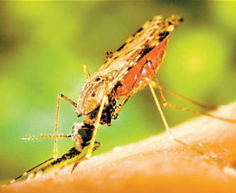 Mosquito do gênero Anopheles, responsável por transmitir o parasita causador da malária