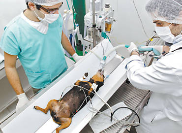 A cadela Lindinha passa por uma cirurgia no 1 hospital pblico para animas do Brasil