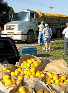 Citricultores distribuem suco de laranja a motoristas na rod. Armando de Salles Oliveira