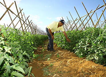 Sebastio Claro mostra plantao de tomate que ele tem que irrigar por causa da seca, em Batatais