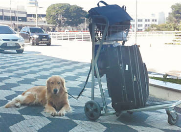 A cadela Jlia chega ao aeroporto de Congonhas, em SP