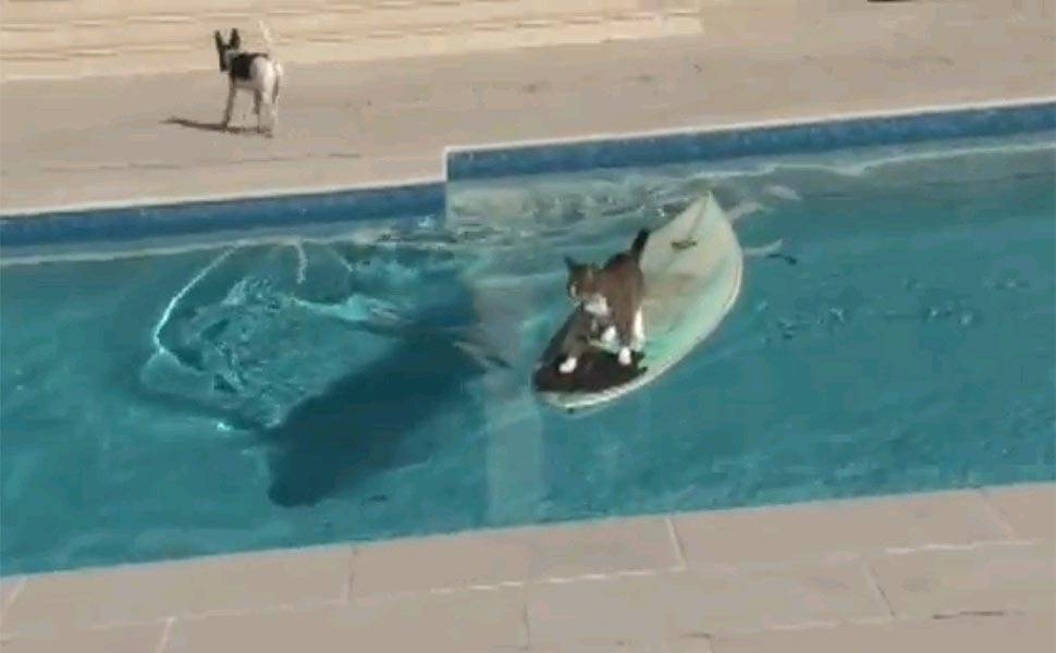 Gato "surfa" em piscina para fugir de cão; veja vídeo