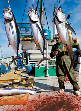 Tripulao do Gera 8 pendura trs tipos de atum