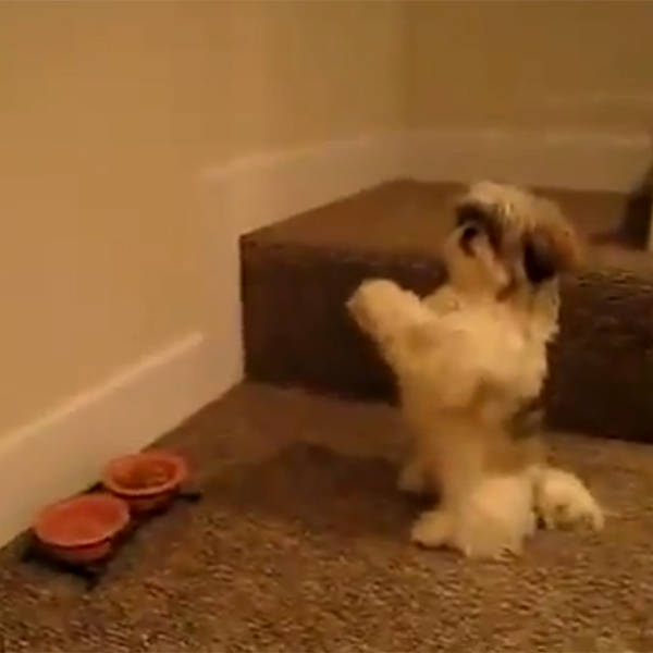 Cãozinho aprende a rezar antes de comer; veja vídeo