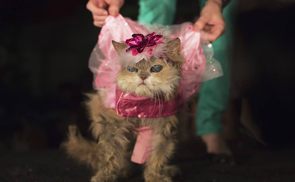 Uma gata persa é apresentada durante um evento de moda para cães e gatos no Ritz Plaza, em Nova York (EUA)