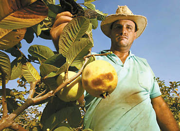 O administrador de fazenda Roberto Caetano mostra goiabas 'cozidas' pelo sol forte em propriedade de Taquaritinga