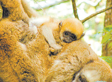 Beb e me de muriqui-do-norte (Brachyteles hypoxanthus), maior macaco das Amricas