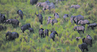 Quadrilhas armadas esto matando elefantes aos milhares no Congo, aproveitando os altos preos do marfim.