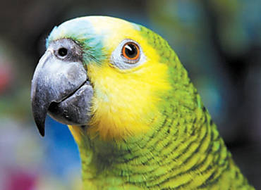 Papagaio-verdadeiro Amazona aestiva