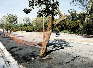 rvores que ficaram no meio de nova avenida no Morumbi e acabaram asfaltadas