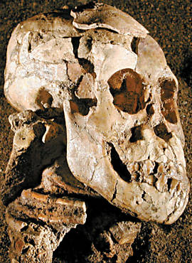Crânio de Selam, espécime do hominídeo Australopithecus afarensis que foi estudado