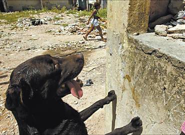 Labrador Boss participa de operao da polcia em Manguinhos, no Rio; traficantes ordenaram que se atirasse no co