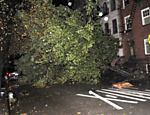 Árvore derrubada bloqueia a rua 7, na região do East Village Leia mais