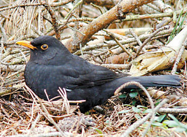 Melro-preto, pássaro da espécie atingida pela mortandade causada por embriaguez