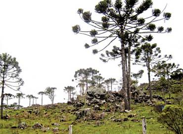 No Rio Grande do Sul, araucrias na regio de Cambar do Sul