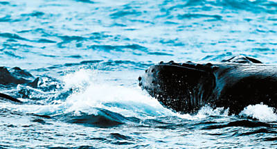 Baleias-jubartes perto do arquipélago de Abrolhos, no sul da Bahia
