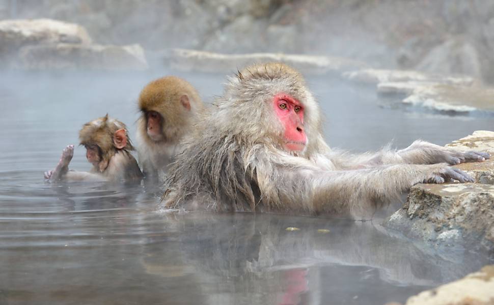 Macacos japoneses aproveitam banho em um ofurô natural no Parque dos Macacos, em Yamanouchi