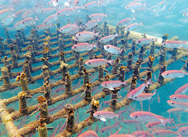 Peixes passeiam por estrutura de PVC que abriga "filhotes" de coral-de-fogo (Millepora alcicornis) em Búzios; espécie está ameaçada de extinção