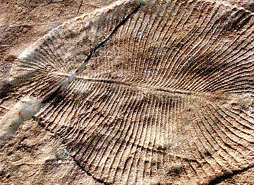 Organismo fóssil Dickinsonia costata: animal marinho primitivo ou líquen de terra firme