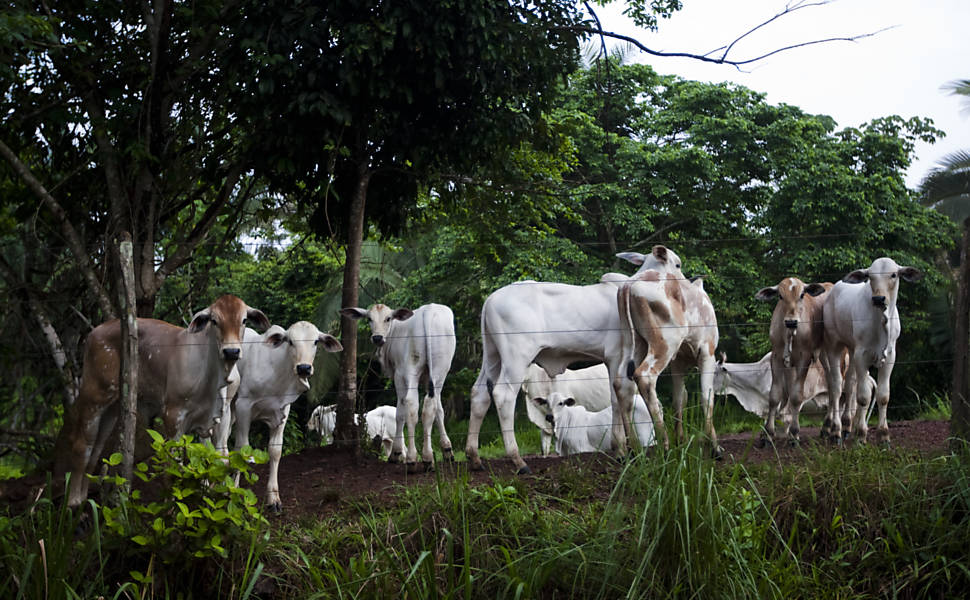 Gado nelore na fazenda Vale do Boi, que trabalha com melhoramento genético de zebuínos e gado para corte na cidade de Carmolândia, no norte do Tocantins 