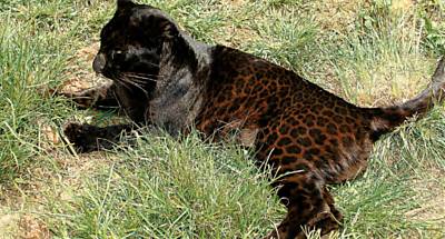 Pantera-negra (na verdade, uma forma de leopardo) fotografada em parque da frica do sul; note as pintas nas ancas