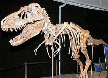 Negociado por mais de US$ 1 milho, fssil de Tyrannosaurus bataar entrou ilegalmente nos EUA e ser devolvido a pas de origem
